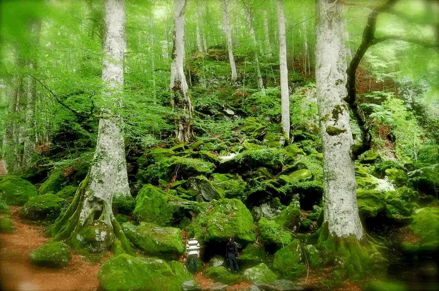 foto rappresentante un rigoglioso bosco verde, natura